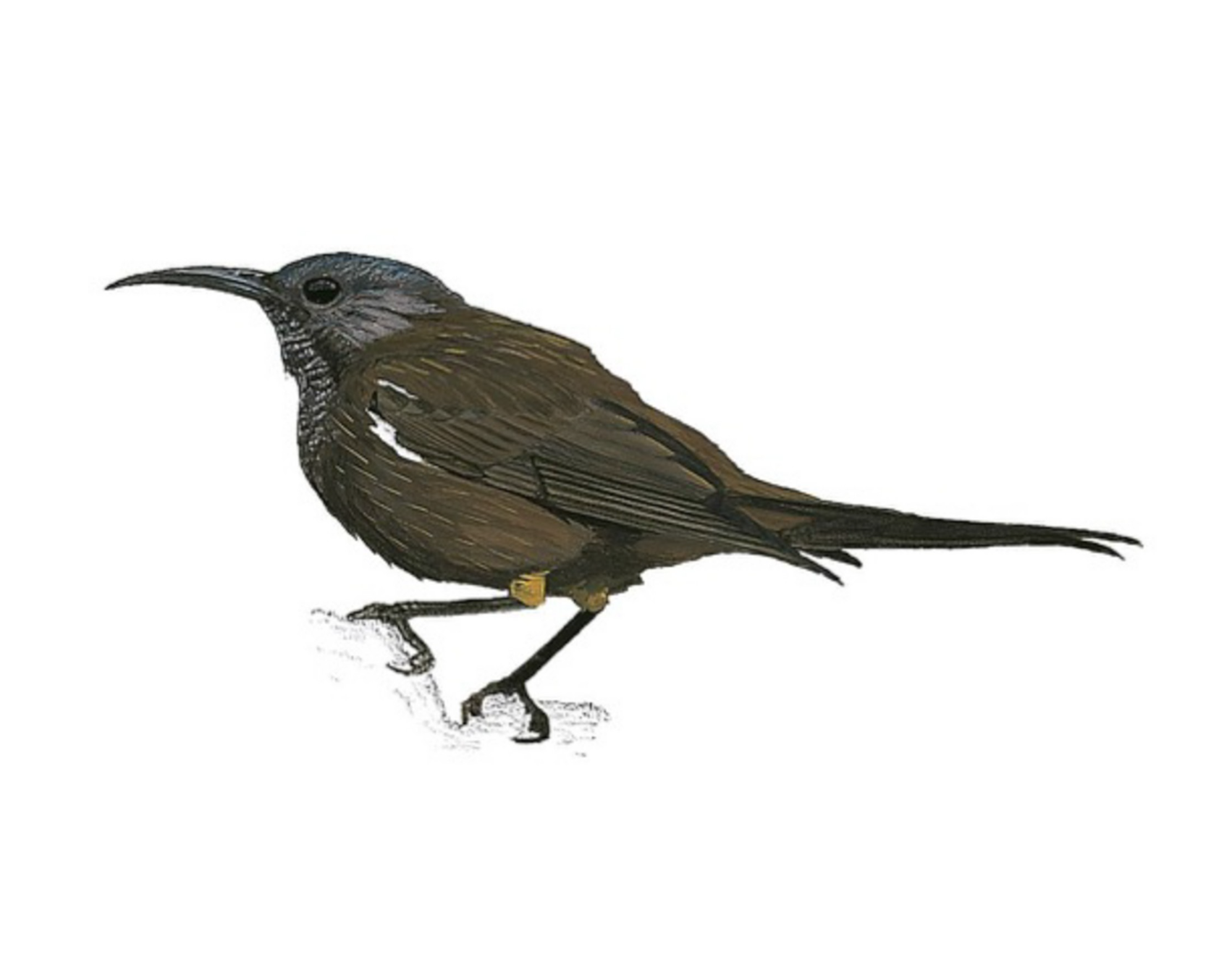 Kauaʻi ʻōʻō